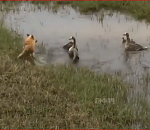 Храбрость гуся, спасающего свою семью от лисы, покорила астраханцев