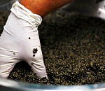 В Астраханской области прогнозируют трехкратное увеличение производства черной икры