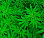 Астраханский суд за 10 граммов травы отправил дальнобойщика на 4,5 года в колонию