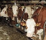 Астраханские животноводы увеличат поголовье коров