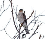 Записки астраханского натуралиста. Ястреб-перепелятник, санитар городских джунглей