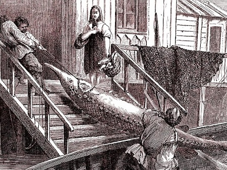 Чем жили. Здесь рыбный дух, здесь рыбой пахнет