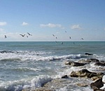 Госдума ратифицировала соглашение о сохранении биоресурсов Каспия