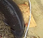 Это фантастика: рыбак удивился гигантскому улову