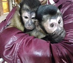 Астраханскому зоопарку «Баба Фрося» отказали в господдержке