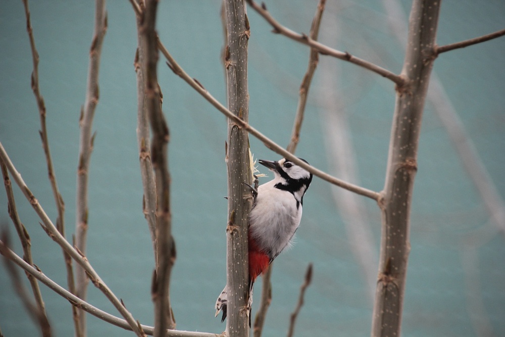Температура воздуха в Астраханской области опустится до -7°