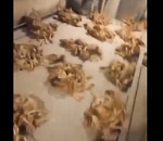 Под Астраханью на птицефабрике Степная на видео засняли массовую гибель кур