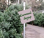 В Астрахани открылись новогодние елочные базары