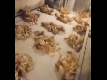 Под Астраханью на птицефабрике Степная на видео засняли массовую гибель кур