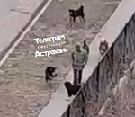 Астраханец показал мастер-класс по обращению с лающей собачьей стаей