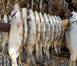 Американцы влюблены в астраханскую воблу