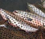 Браконьеры поставили 100-метровую сеть в астраханском заказнике