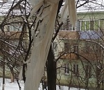 Знаменцы просят администрацию убрать застрявший на дереве пакет