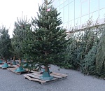 Астраханцы начали покупать новогодних красавиц