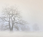 Утро туманное, утро седое: прогноз погоды в Астрахани