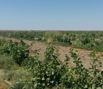 В Лиманском районе выращивают виноградники винных сортов и фисташки