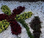 В Астрахани появились необычные клумбы