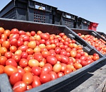 Астраханские предприятия на треть увеличили переработку овощей 