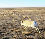 Астраханских самцов сайгака оснастили спутниковыми передатчиками