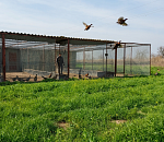 В Астраханской области в дикую природу выпустили 300 молодых фазанов