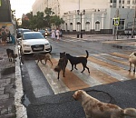 За 10 месяцев собаки покусали астраханцев 4378 раз