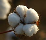 Новый сорт хлопка кофейного цвета вывели в Астраханской области