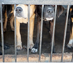 Отловленных собак из астраханских ПВС запретили отдавать новым владельцам