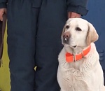 Собака, спасшая младенца из-под завалов в Магнитогорске, работала в Астрахани