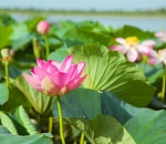 В Астраханской области штрафуют за сорванные лотосы