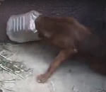 Собака бегала три дня по городу с пластиковой бутылкой на голове