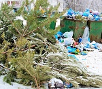 Елки или палки? В Астрахани возник неожиданный спор о статусе новогодних деревьев