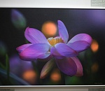 Записки астраханского натуралиста. Фотовыставка «Сохраняя будущее»