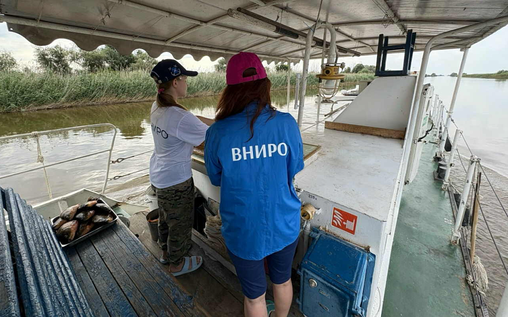 В Астраханской области ученые пересчитали сазанов и рыболовов
