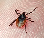 Клещи атаковали 45 астраханцев