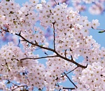 Завтра в Астрахань вернется тепло: весна вступает в свои права