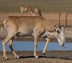 Записки астраханского натуралиста. Насколько выросла популяция сайгаков
