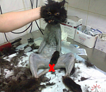 Программу развития астраханского казачества побрили под ноль