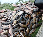 У пойманных в Астраханской области браконьеров нашли "живодерки"