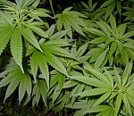 У астраханца изъяли более килограмма марихуаны