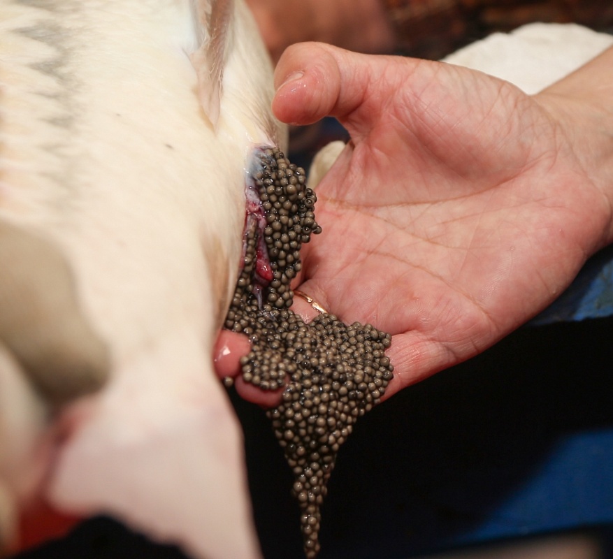 Астраханские школьники узнали, как рождаются и погибают осетры
