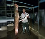 В Астрахани рыбаки вылавливают сомов больше человеческого роста