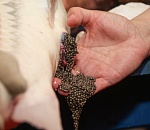 Астраханские школьники узнали, как рождаются и погибают осетры