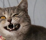 Астраханские кошки болеют бешенством вдвое чаще собак