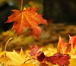 Теплая погода продолжит радовать астраханцев