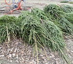 Осторожно, в Астрахани активизировались нелегальные торговцы елками