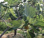 Астраханский фермер выращивает заморскую экзотику