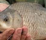 На астраханском рынке продавали рыбу без соответствующих документов