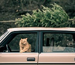 Ёлки по городу мчатся… Предновогодний обзор соцсетей