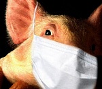 В Астраханской области зафиксированы случаи свиного гриппа