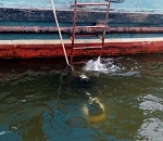 Спустя полтора месяца водолазы нашли тело астраханца, погибшего при столкновении с полицейским катером